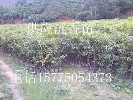 沉香苗木种植专业合作社 专业育苗，铸就产业根基