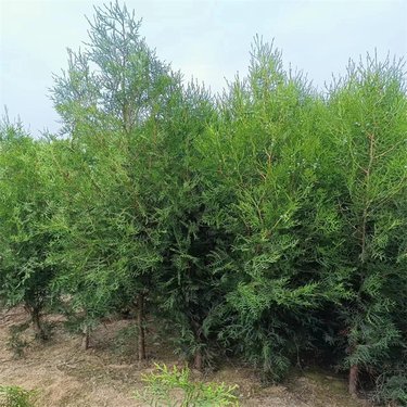 侧柏苗木价格与种植指南 从选购到成林