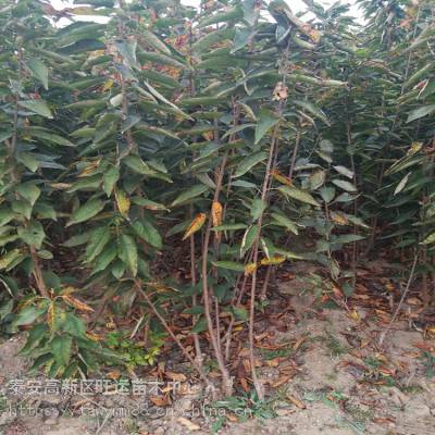 月山锦樱桃与考特大果樱桃苗种植基地 优质苗木培育与科学种植之道