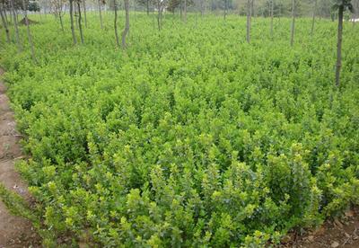 主供苗木卫矛高60cm 种植要点与养护指南