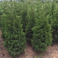 宿迁沭阳 精品蜀桧供应，320公分优质苗木助力绿色工程