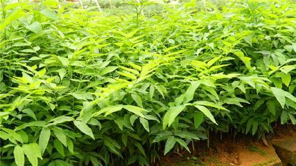 无患子苗木供应全攻略 从遵义批发市场到专业种植合作社