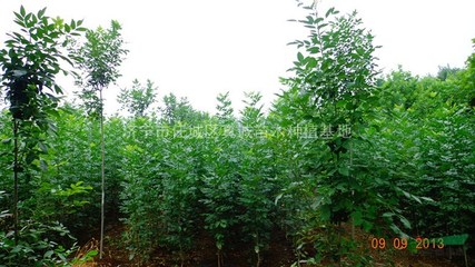 济宁市任城区真诚苗木种植基地 绿色产业的璀璨明珠