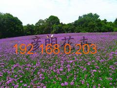 青州市彦明花卉苗木种植专业合作社 专业批发绿化苗木，打造生态美丽家园