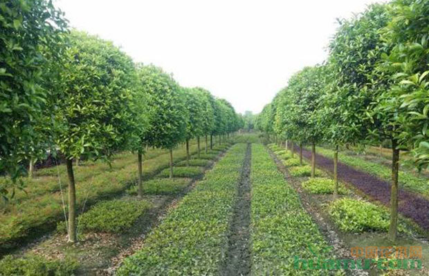 当前苗木形势与园林绿化苗木行业竞争分析