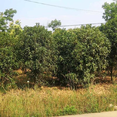荆门豫宛桂花树基地 专业苗木供应与科学种植典范