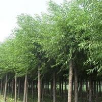 供应优质垂柳，米径12公分，菏泽产地直供，助力绿色生态建设