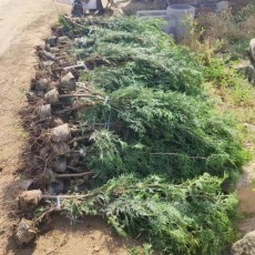 临沂1.2米高侧柏苗木种植基地 技术与前景