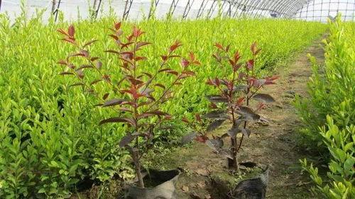 容器苗 你的苗圃值得尝试丨附容器苗种植技术大汇总