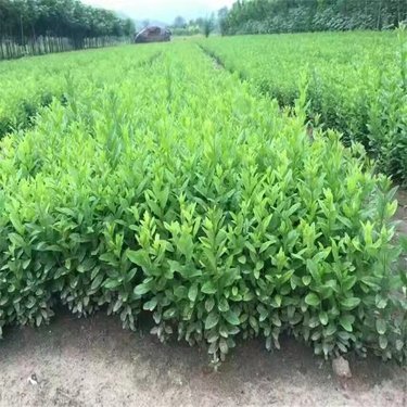 开原市东北苗木种植专业合作社 根植沃土，绿满关东