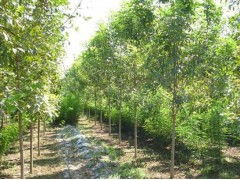 精品楸树供应，国新苗木助力绿色中原——河南省太康县国新苗木种植专业合作社苗木种植纪实