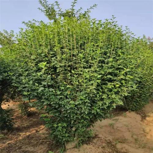 3公分木槿与11公分丛生木槿 2020种植大户的批发优选指南