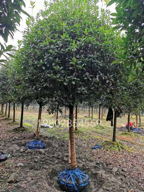 八月桂工程绿化苗木产地直销，2020年桂花树最新报价解析