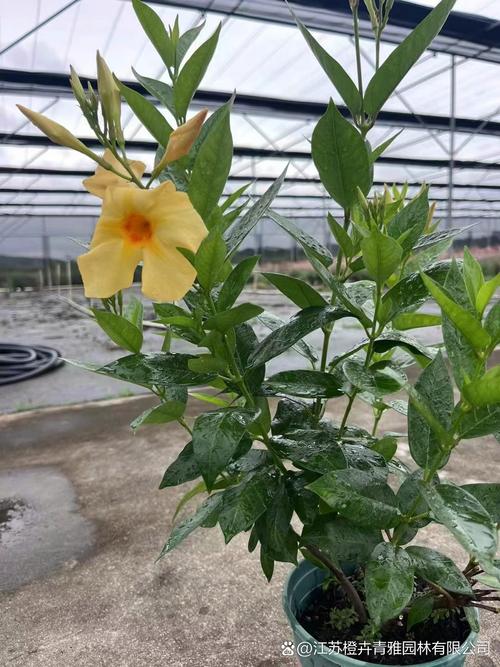 飘香藤##苗木种植基地# #工程绿化苗木#  双腺藤(飘香藤)被誉为"却
